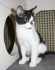A picture of #NS03997: Smudge a Domestic Short Hair black/white