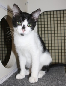 [another picture of Smudge, a Domestic Short Hair black/white\ cat] 