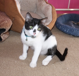 [picture of Smudge, a Domestic Short Hair black/white cat]