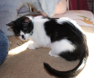 [picture of Smudge, a Domestic Short Hair black/white cat]