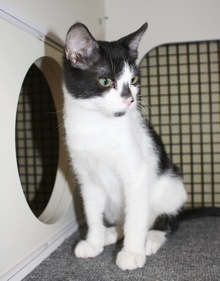 [picture of Smudge, a Domestic Short Hair black/white\ cat] 
