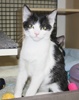 A picture of #NS03998: Bandit a Domestic Short Hair black/white