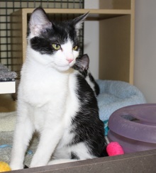 [another picture of Bandit, a Domestic Short Hair black/white\ cat] 