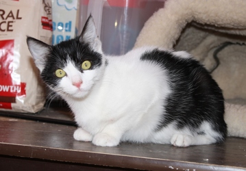 [picture of Bandit, a Domestic Short Hair black/white cat]
