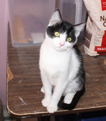 [picture of Bandit, a Domestic Short Hair black/white cat]