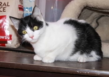 [picture of Bandit, a Domestic Short Hair black/white cat]
