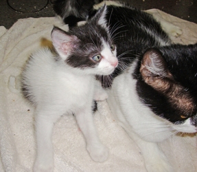 [picture of Bandit, a Domestic Short Hair black/white cat]