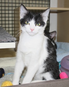 [picture of Bandit, a Domestic Short Hair black/white\ cat] 