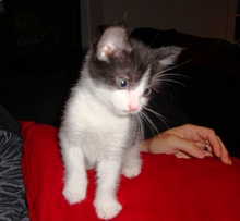 [another picture of Nibbler, a Domestic Short Hair black/white\ cat] 