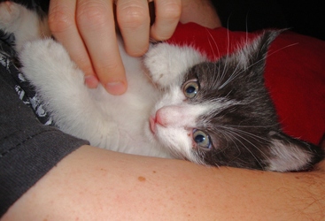 [picture of Nibbler, a Domestic Short Hair black/white cat]