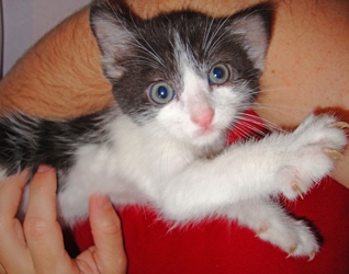 [picture of Nibbler, a Domestic Short Hair black/white cat]