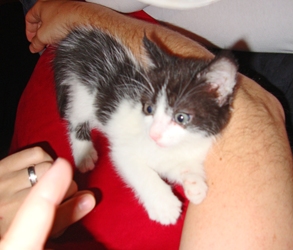 [picture of Nibbler, a Domestic Short Hair black/white cat]