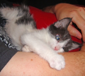 [picture of Nibbler, a Domestic Short Hair black/white cat]