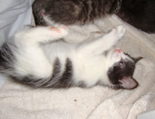 [picture of Nibbler, a Domestic Short Hair black/white\ cat] 