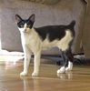 A picture of #NS04000: Anna a Domestic Short Hair black/white