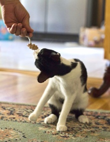 [another picture of Anna, a Domestic Short Hair black/white\ cat] 