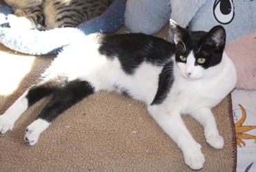 [picture of Anna, a Domestic Short Hair black/white cat]