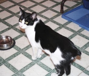 [picture of Anna, a Domestic Short Hair black/white cat]
