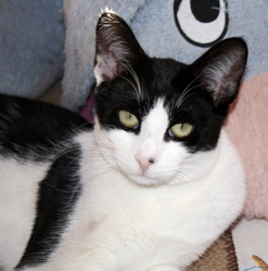[picture of Anna, a Domestic Short Hair black/white cat]