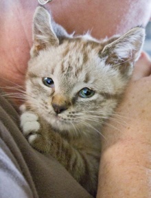 [another picture of Princess, a Siamese/Domestic Short Hair-x lynx point\ cat] 