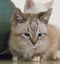 [picture of Princess, a Siamese/Domestic Short Hair-x lynx point cat]