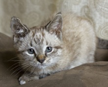 A picture of #NS04001: Princess a Siamese/Domestic Short Hair-x lynx point