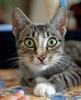 A picture of #NS04002: Tula a Domestic Short Hair tabby/white