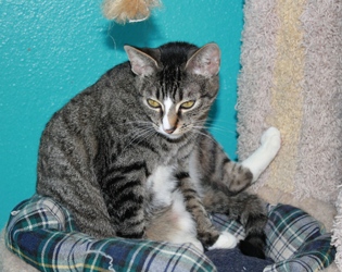 [picture of Tula, a Domestic Short Hair tabby/white cat]