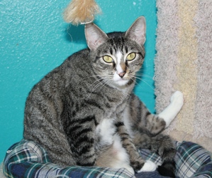 [picture of Tula, a Domestic Short Hair tabby/white cat]