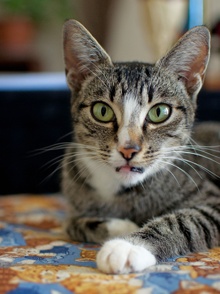 [picture of Tula, a Domestic Short Hair tabby/white\ cat] 