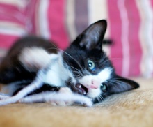 [another picture of Buster, a Domestic Short Hair black/white\ cat] 