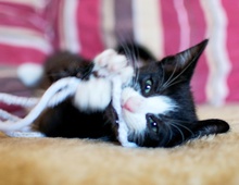 [picture of Buster, a Domestic Short Hair black/white\ cat] 