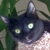 A picture of #NS04004: Plucky a Domestic Short Hair black