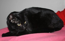 [another picture of Snowflake, a Domestic Short Hair black\ cat] 