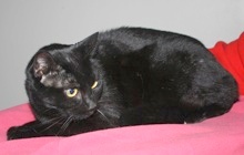 [picture of Snowflake, a Domestic Short Hair black cat]