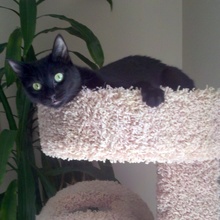 [picture of Snowflake, a Domestic Short Hair black\ cat] 