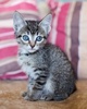 A picture of #NS04005: Shirley a Domestic Short Hair tabby
