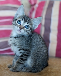 [picture of Shirley, a Domestic Short Hair tabby cat]