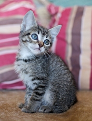 [picture of Shirley, a Domestic Short Hair tabby cat]