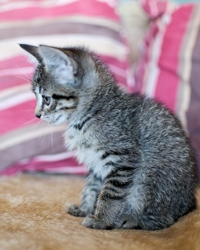 [picture of Shirley, a Domestic Short Hair tabby cat]