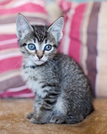 [picture of Shirley, a Domestic Short Hair tabby\ cat] 