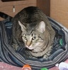 A picture of #NS04006: Fifi Lefume a Domestic Short Hair tabby