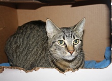 [another picture of Cali, a Domestic Short Hair tabby\ cat] 