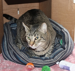 [picture of Cali, a Domestic Short Hair tabby cat]