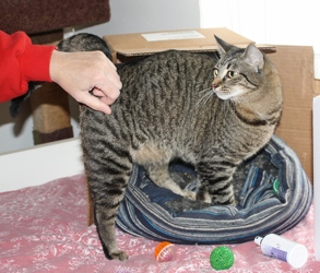 [picture of Cali, a Domestic Short Hair tabby cat]