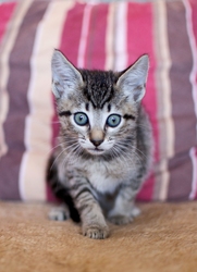 [picture of Cali, a Domestic Short Hair tabby cat]