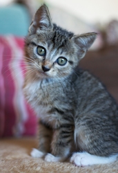 [picture of Babs, a Domestic Short Hair tabby/white cat]