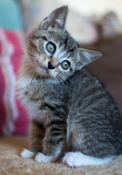 [picture of Babs, a Domestic Short Hair tabby/white cat]