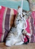 [picture of Babs, a Domestic Short Hair tabby/white cat]