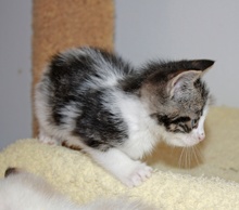 [another picture of Pepe, a Domestic Short Hair tabby/white\ cat] 